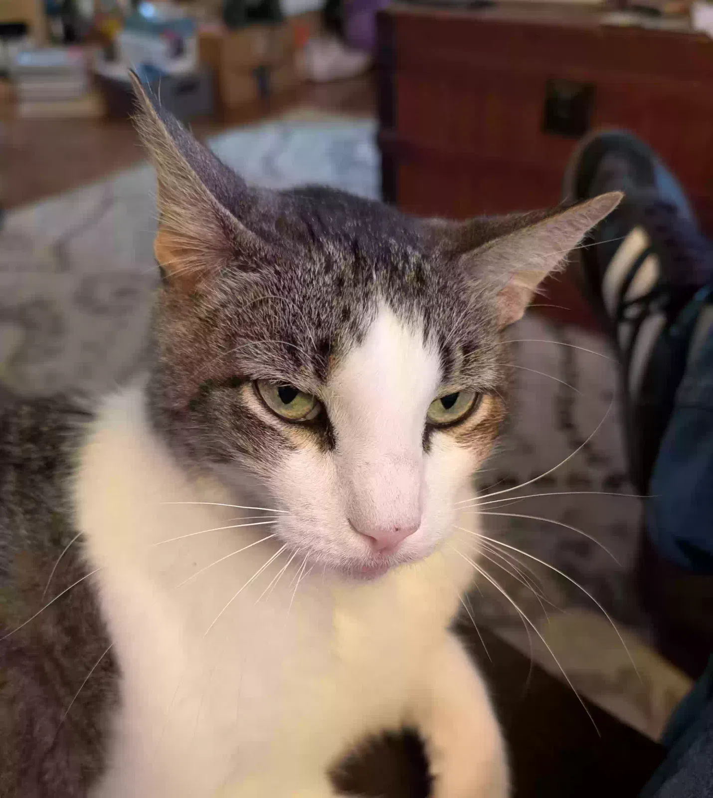 Lost cat in Shreveport, LA, 71106
