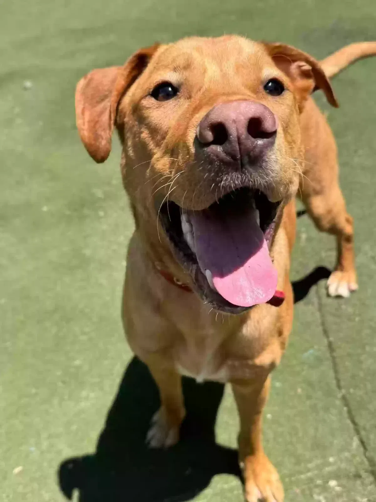 Lost dog in Shelby, NC, 28152