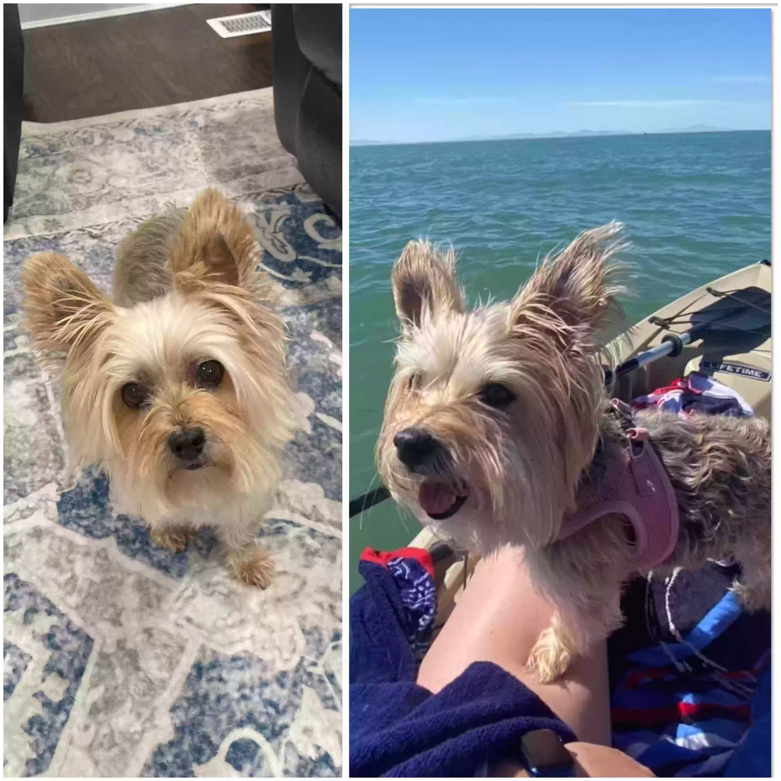 Lost dog in West Jordan, UT, 84084