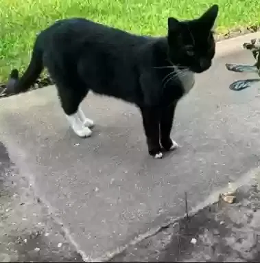 Lost cat in Houston, TX, 77082