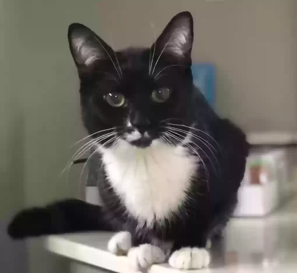 Lost cat in Las Vegas, NV, 89147