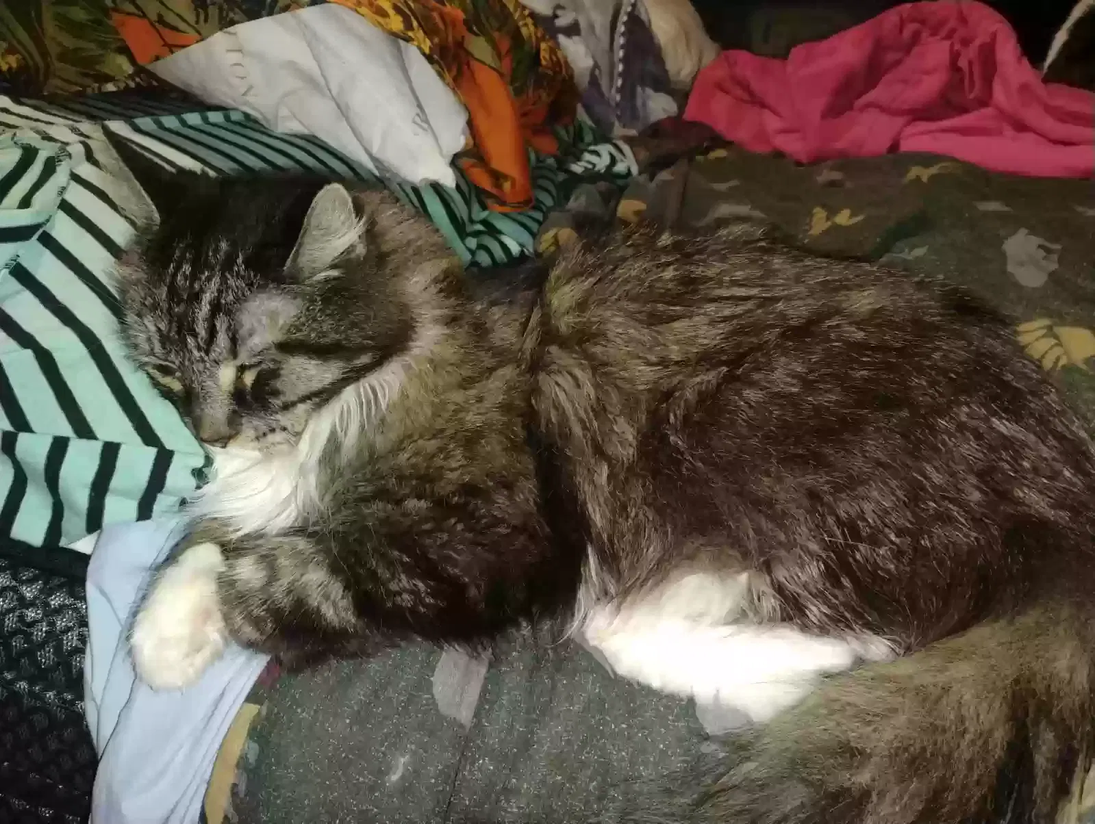 Lost cat in Rock Falls, IL, 61071