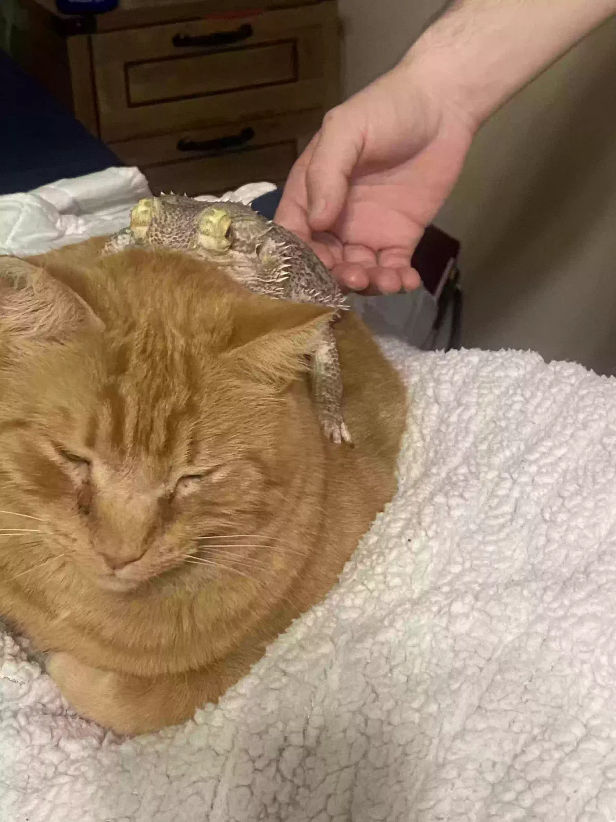 Lost cat in Virginia Beach, VA, 23452