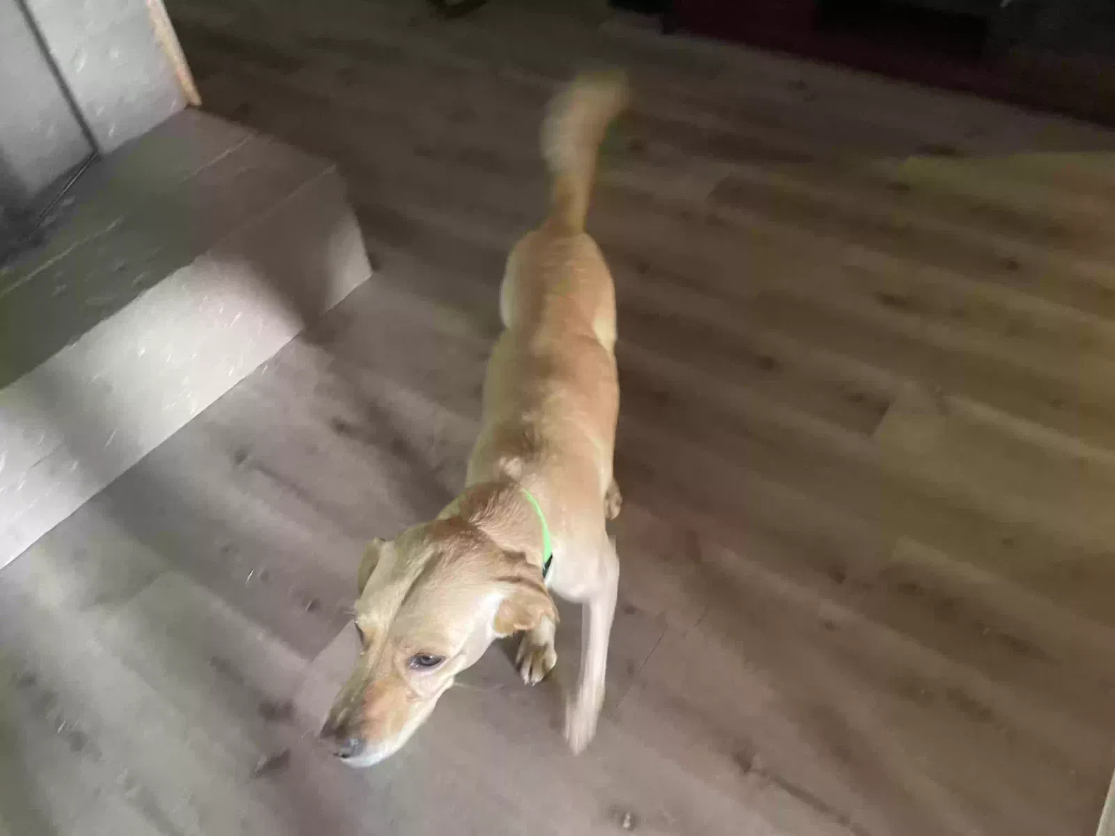 Lost dog in Hazen, AR, 72064