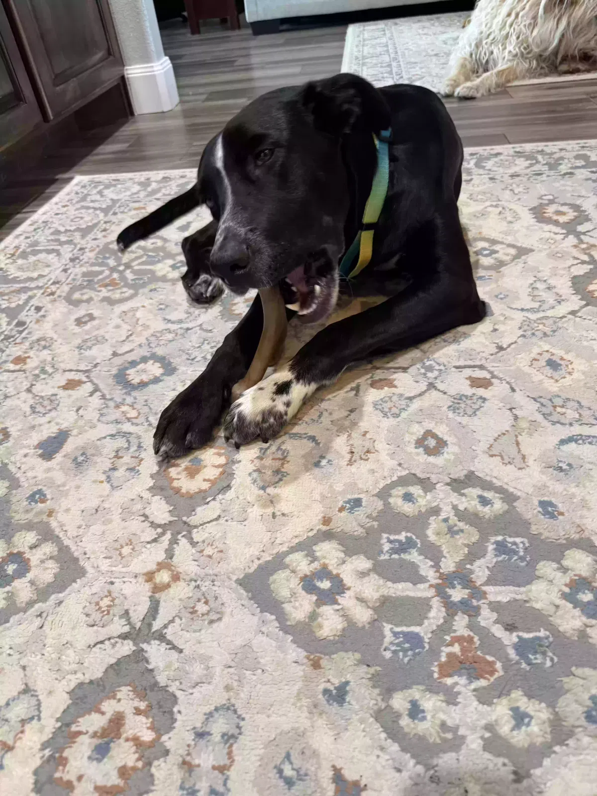Found dog in Canyon, TX, 79015