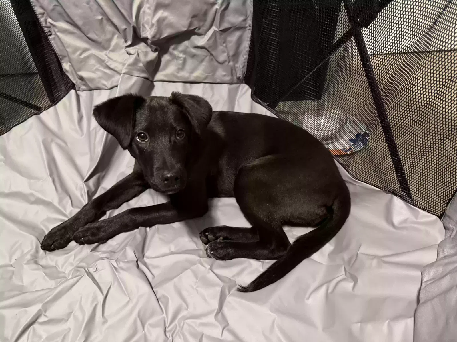 Lost dog in Islip, NY, 11751