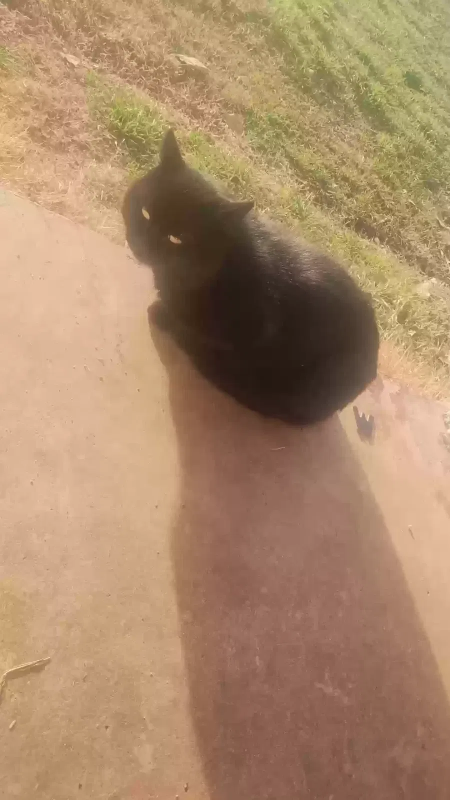 Missing Cat