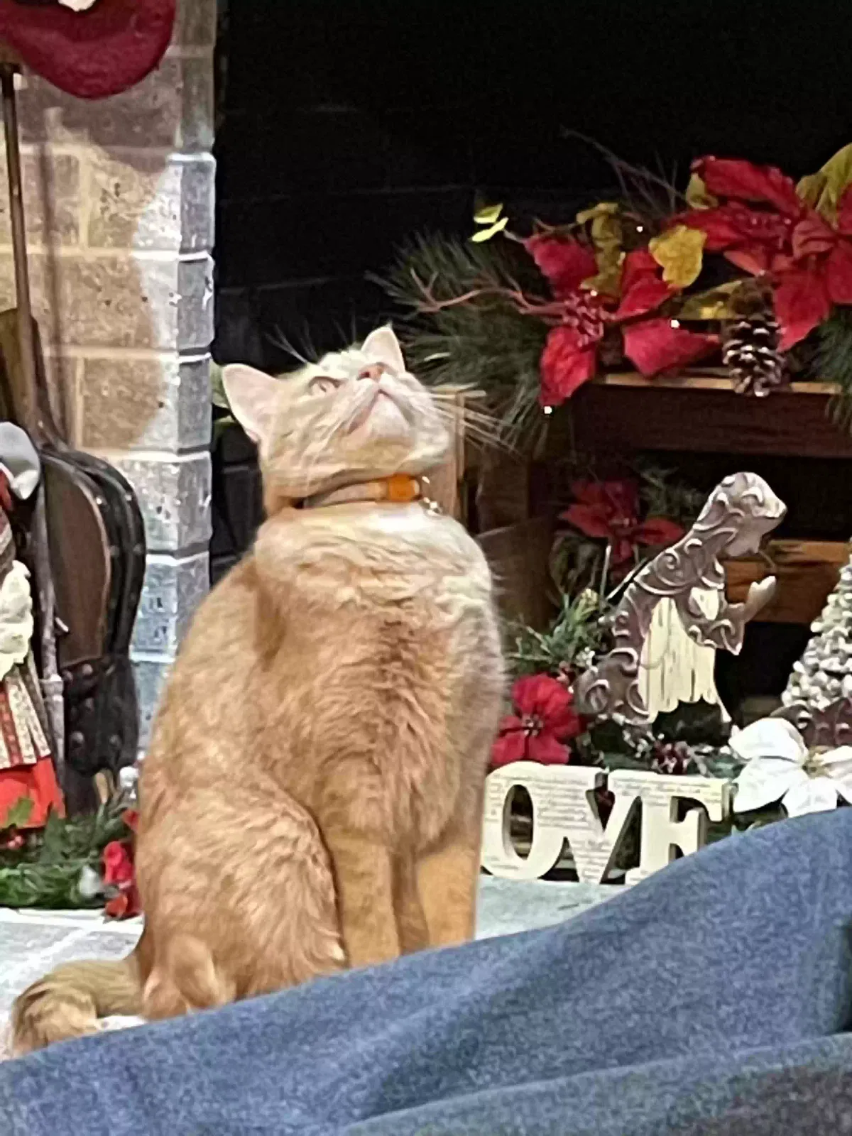 Lost cat in Arlington, TX, 76016
