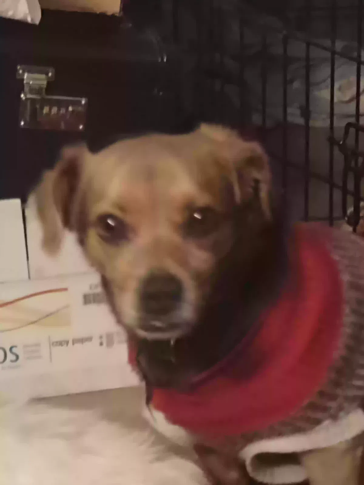 Lost dog in Loves Park, IL, 61111