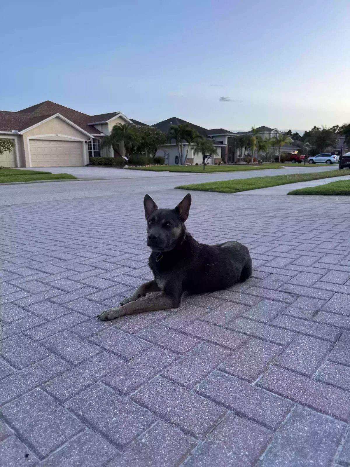 Found dog in Palm Bay, FL, 32909