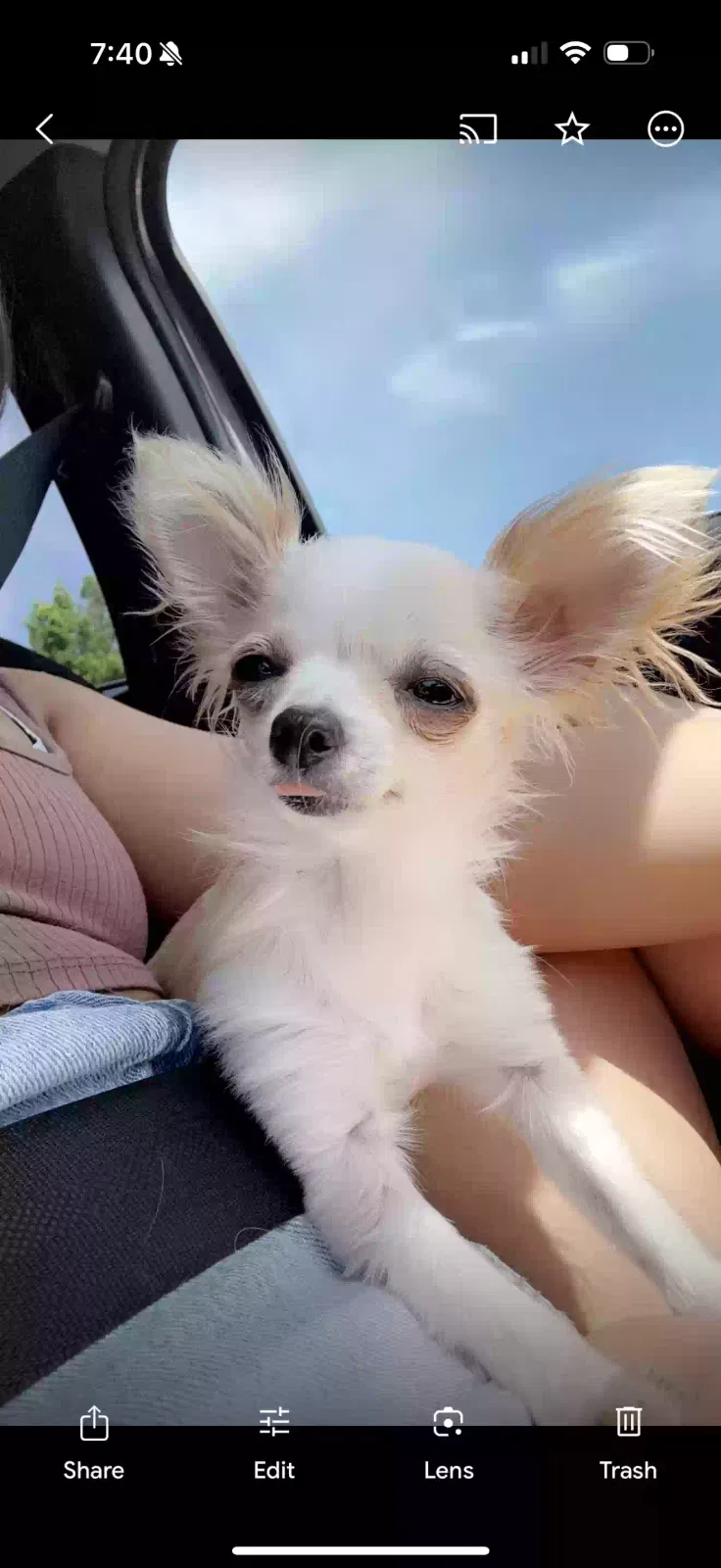 Lost dog in Portland, OR, 97223