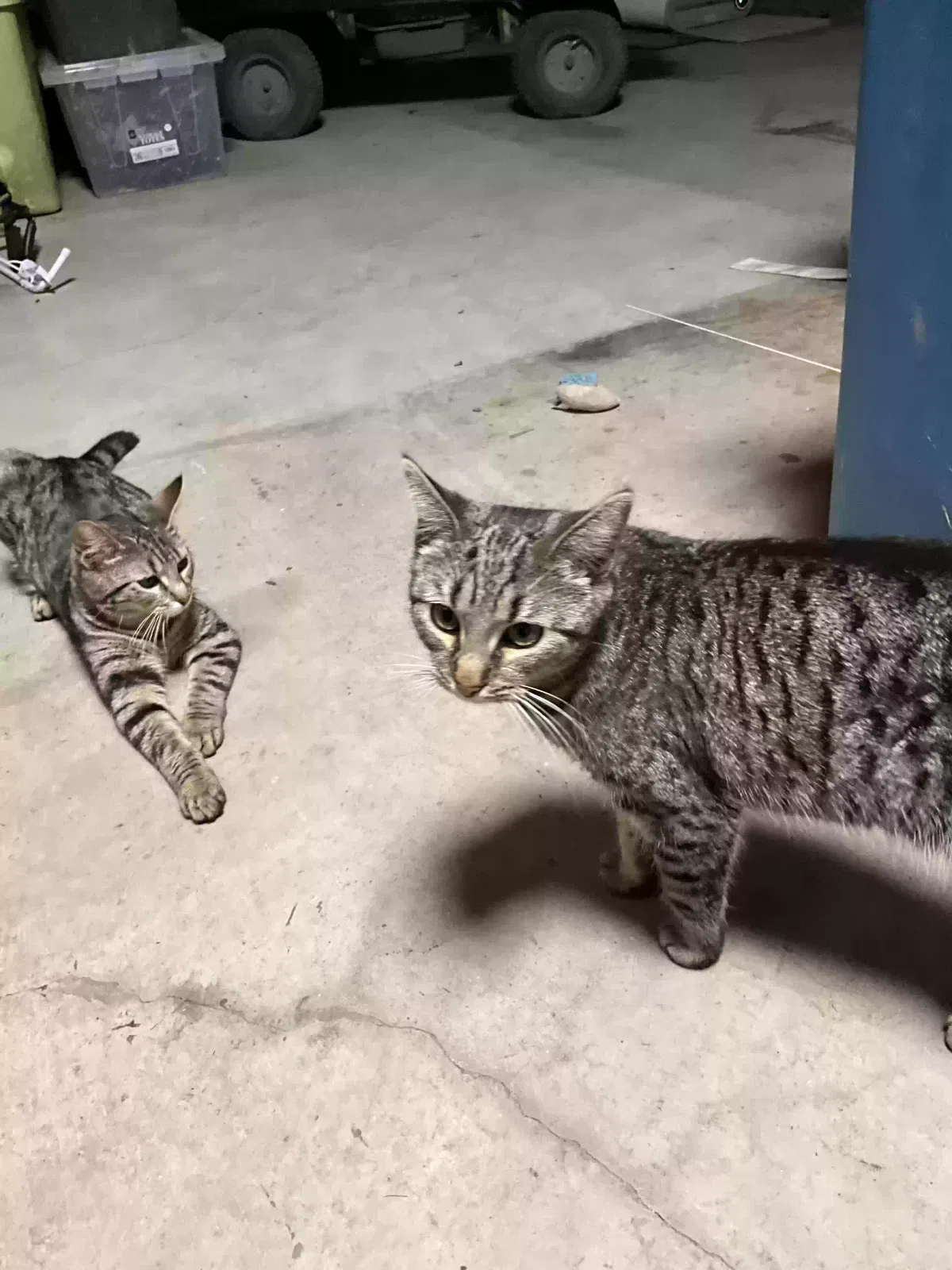 Found cat in Altoona, PA, 16601