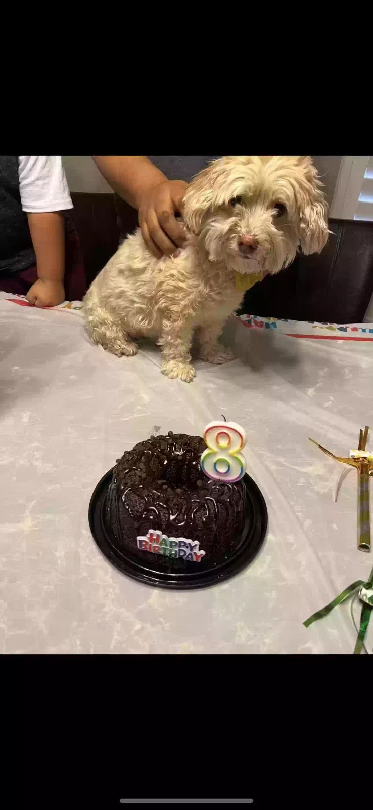 Lost dog in El Paso, TX, 79928