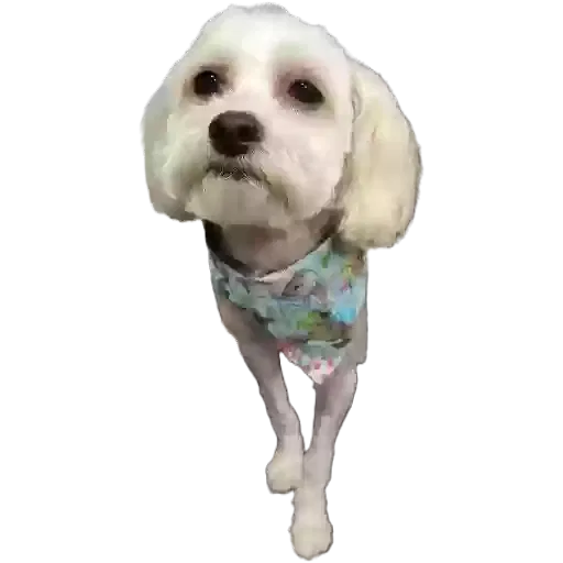Lost dog in Lancaster, CA, 93535