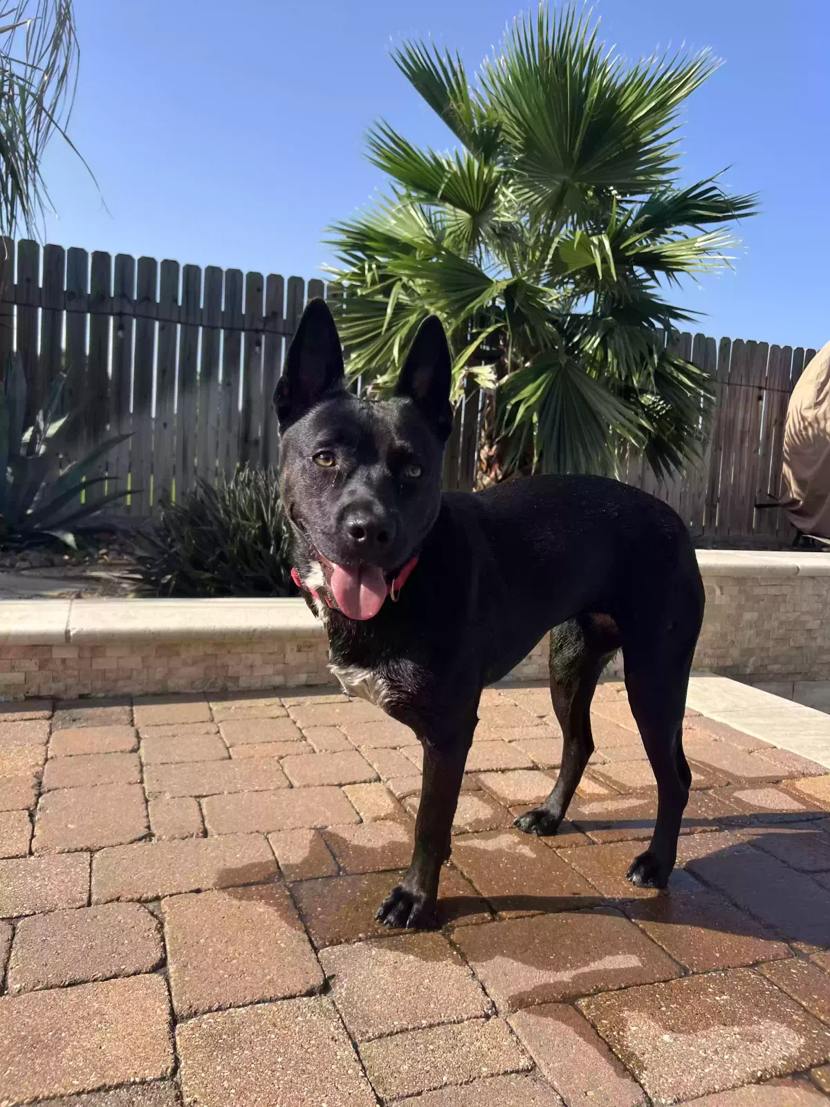 Lost dog in Spring, TX, 77386