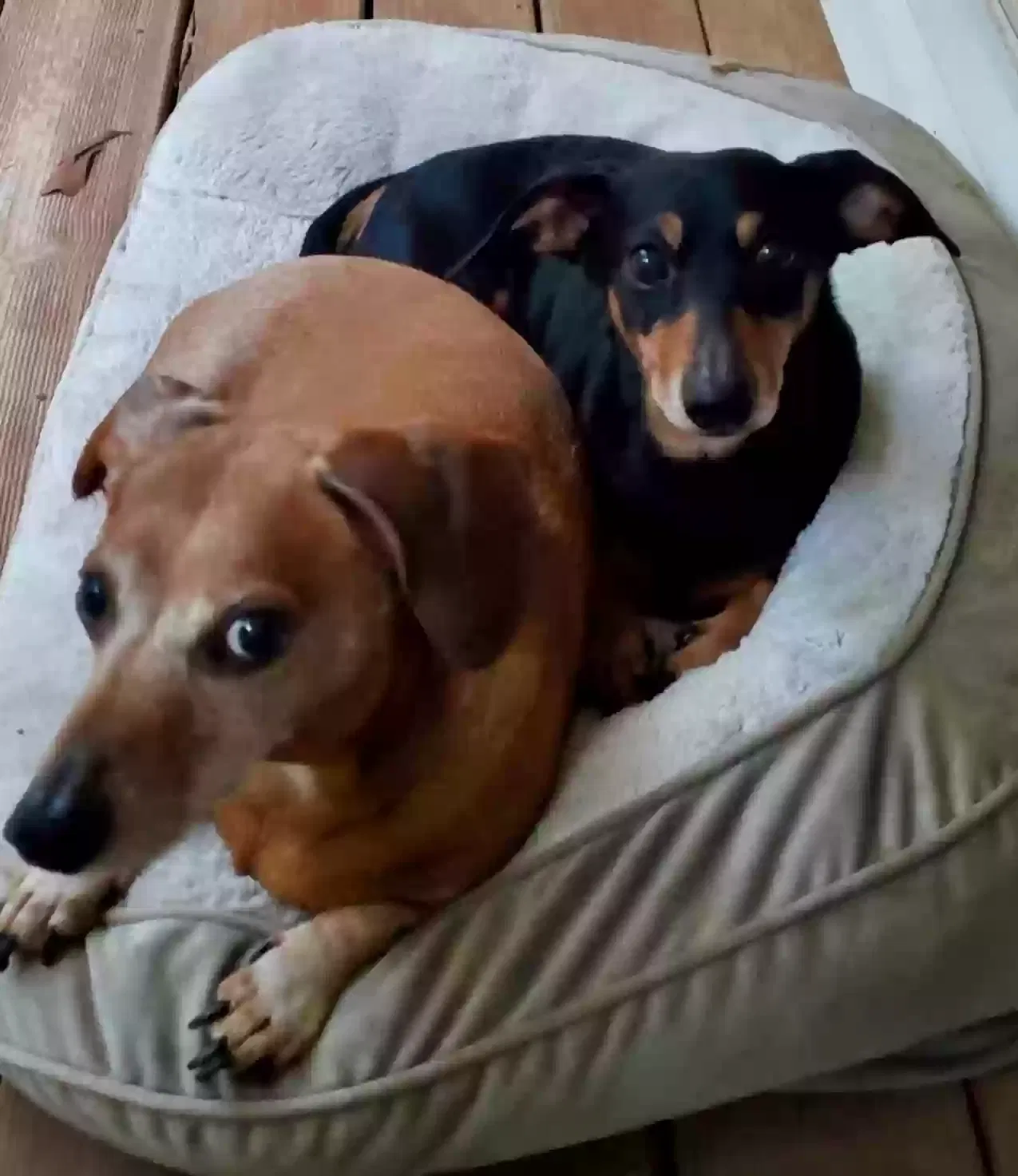 Lost dog in Senoia, GA, 30276