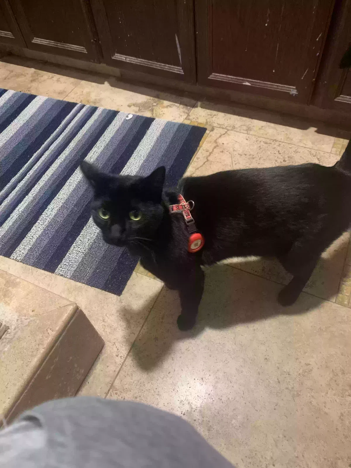 Lost cat in Vista, CA, 92084
