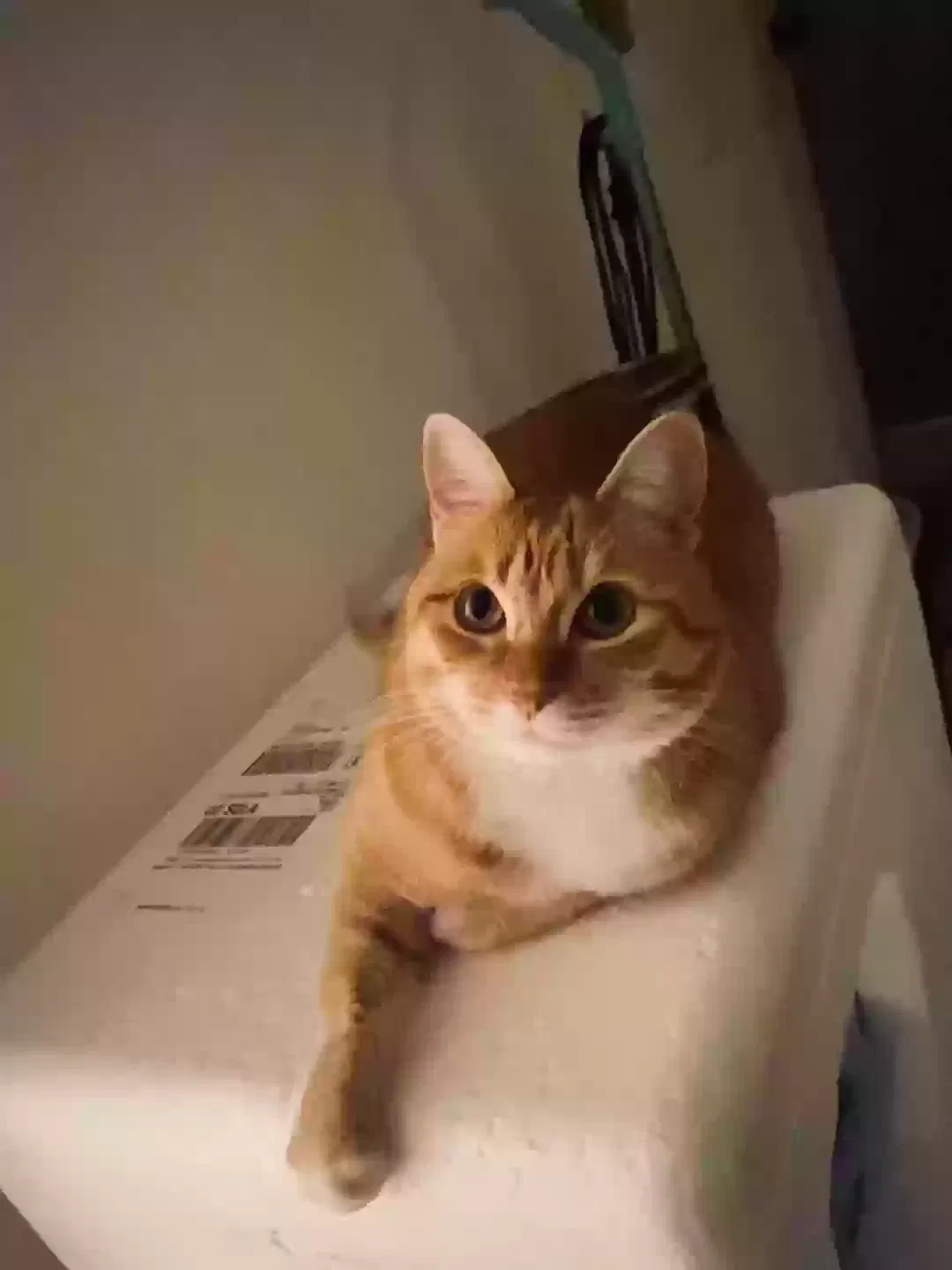 Lost cat in San Diego, CA, 92126
