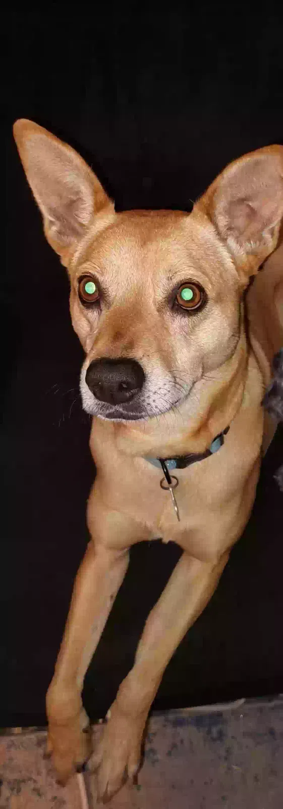 Lost dog in Henderson, CO, 80640