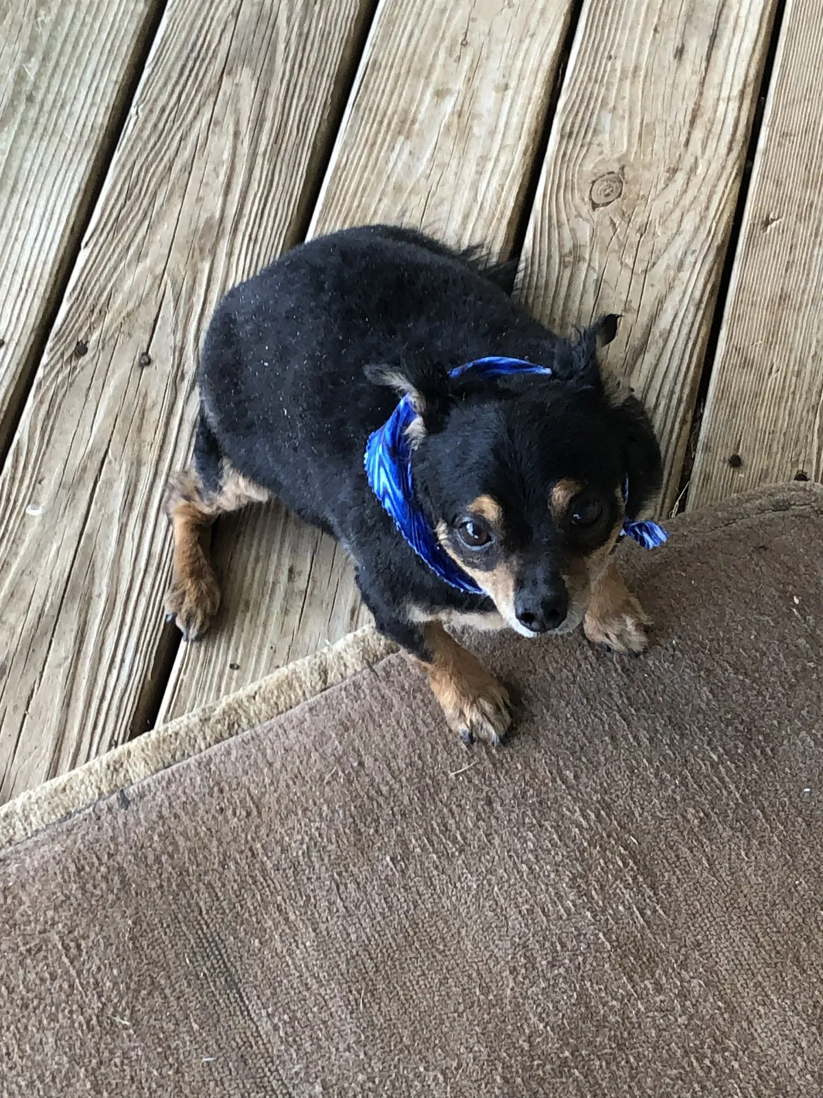 Lost dog in Salisbury, NC, 28147