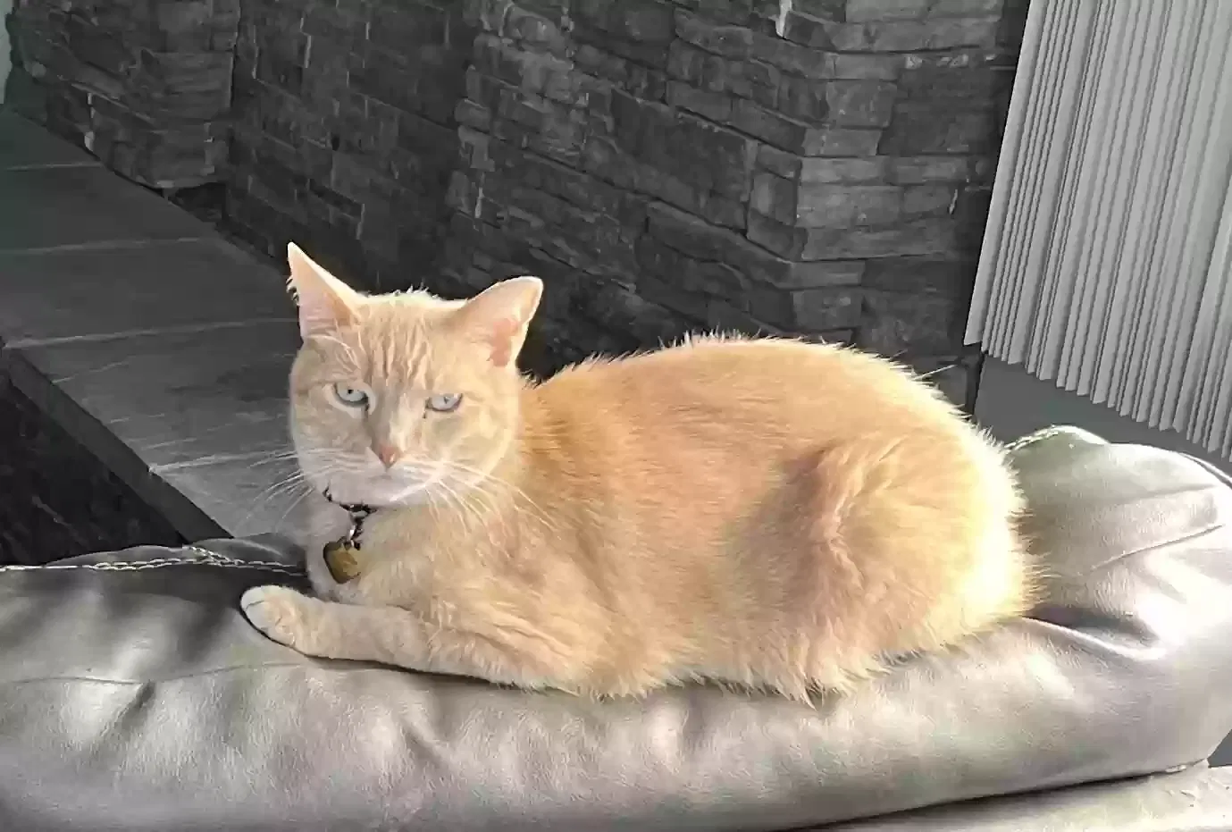 Lost cat in Colorado Springs, CO, 80909