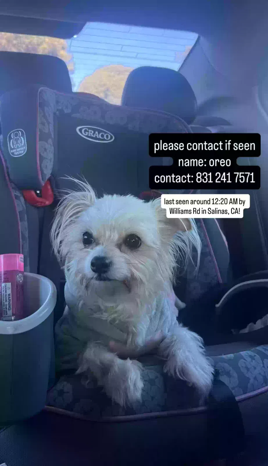 Lost dog in Salinas, CA, 93905