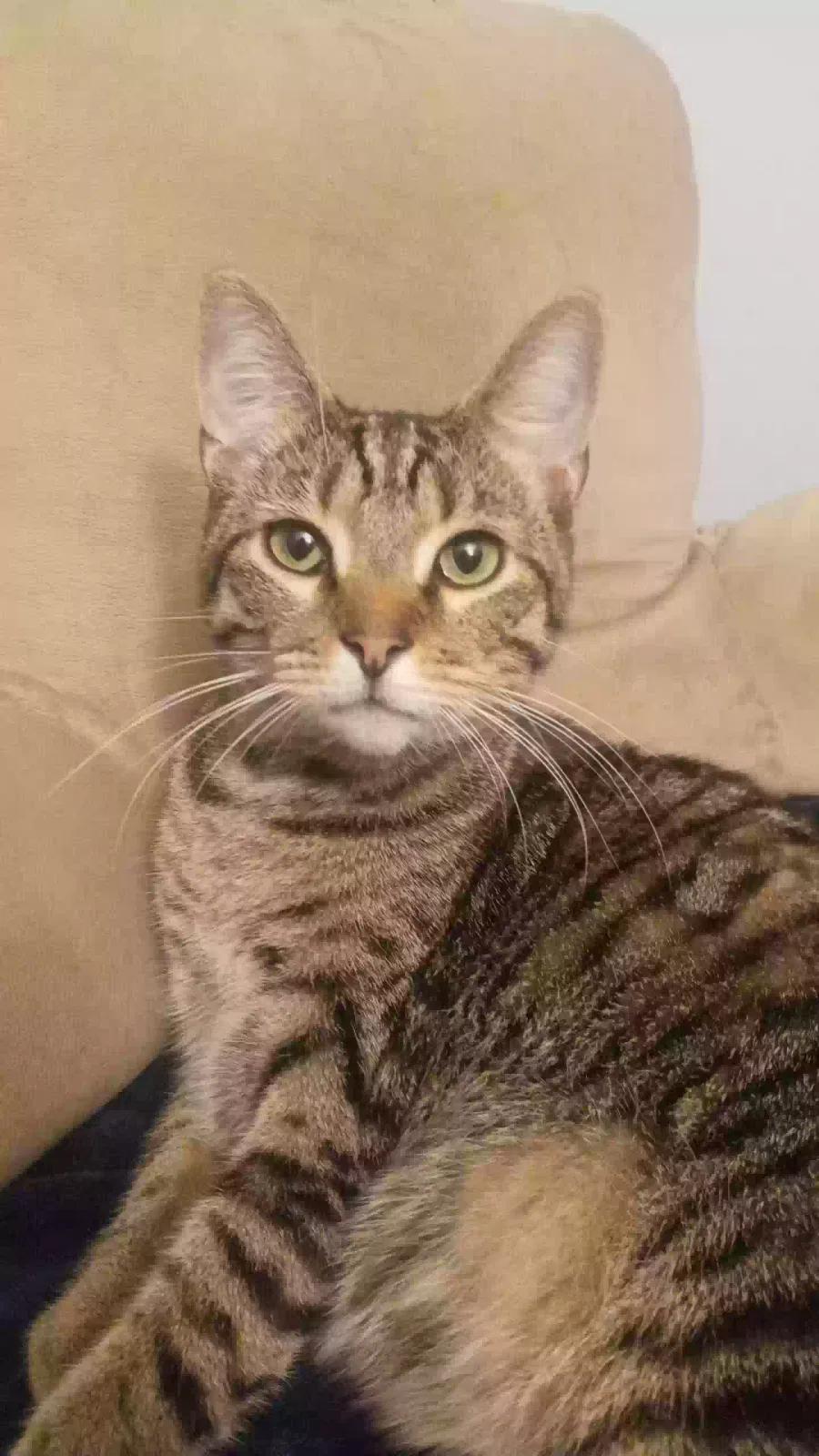 Lost cat in Shelbyville, IN, 46176