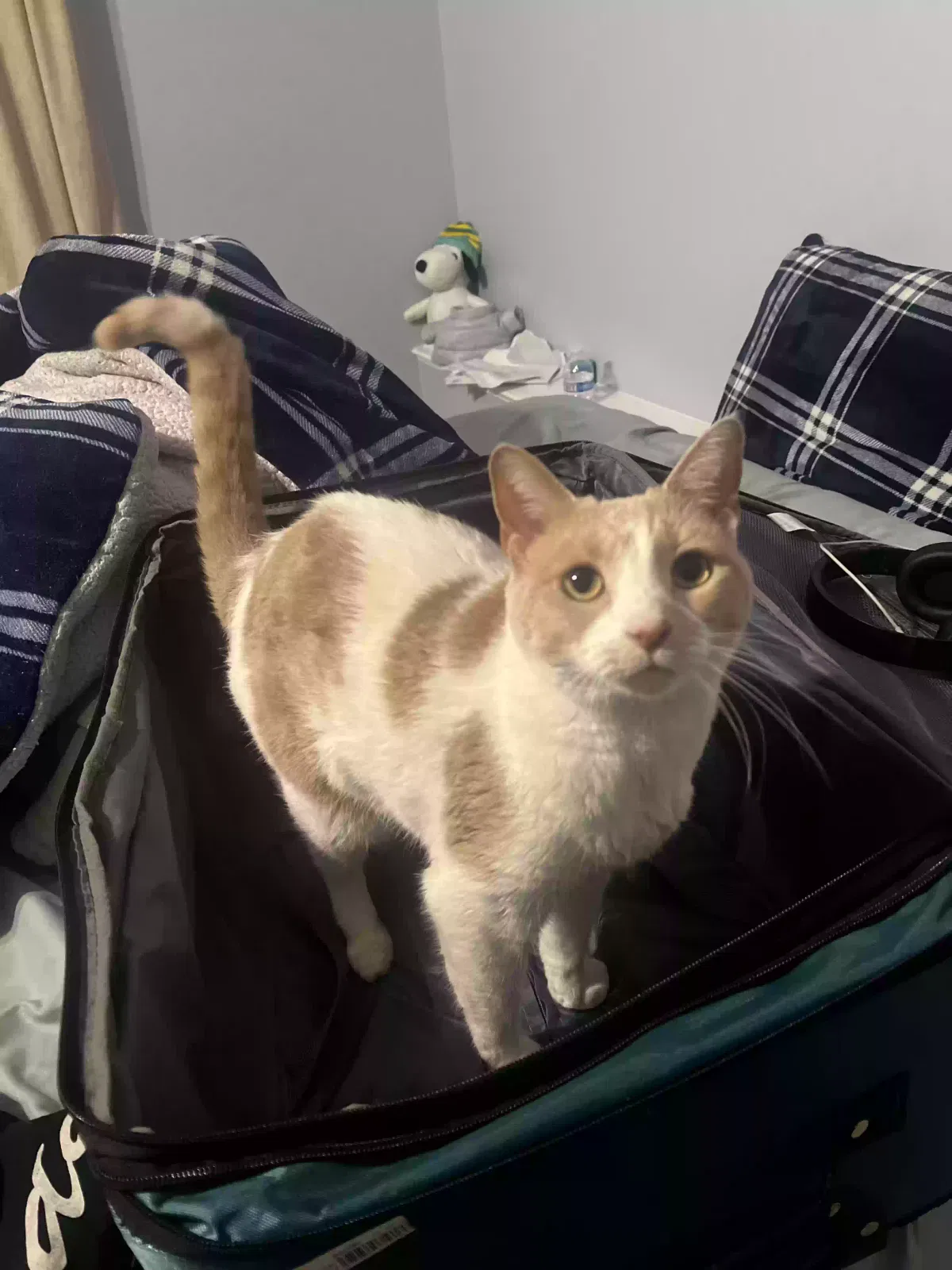 Lost cat in Fredericksburg, VA, 22407