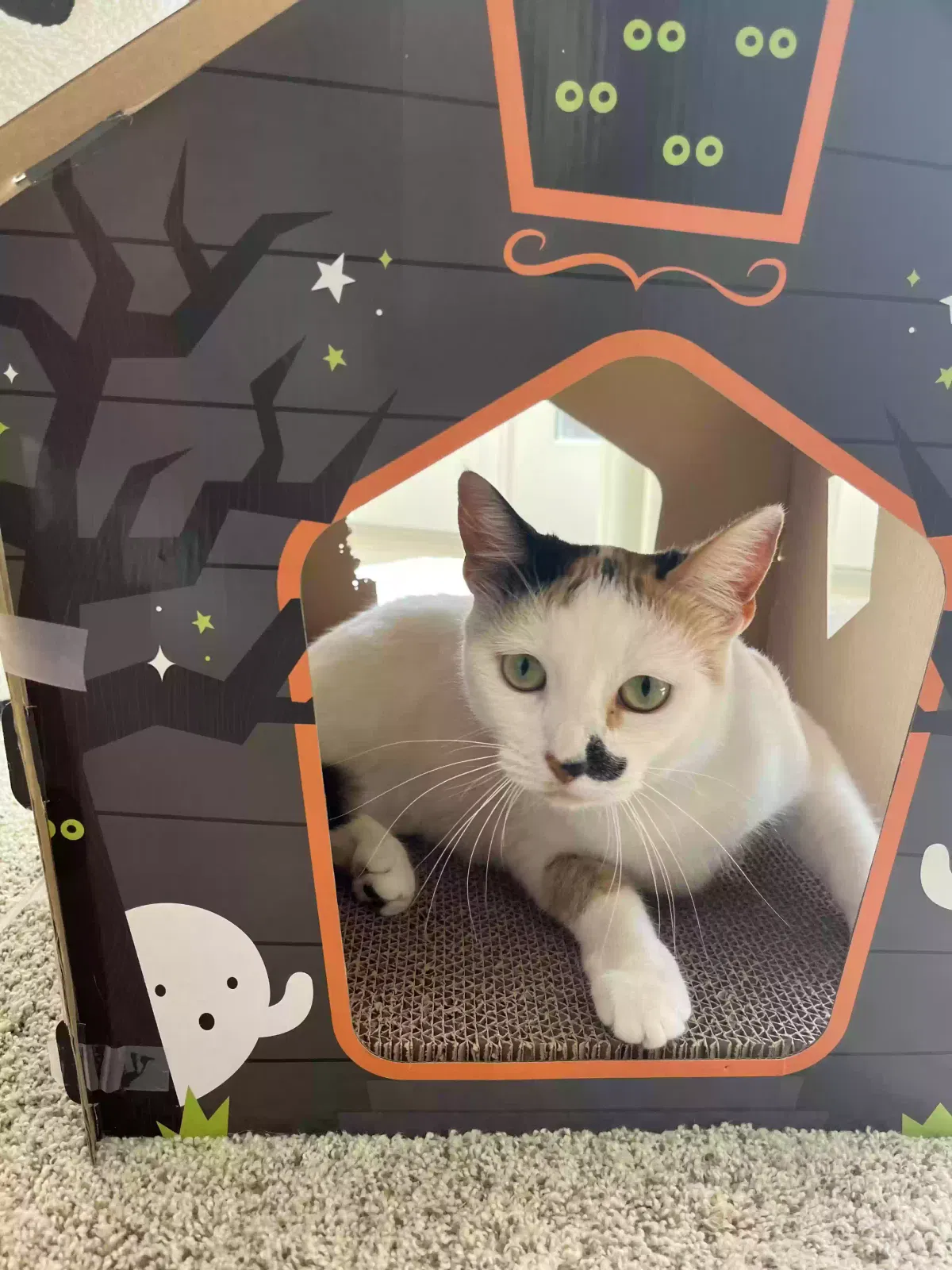 Lost cat in Solana Beach, CA, 92075