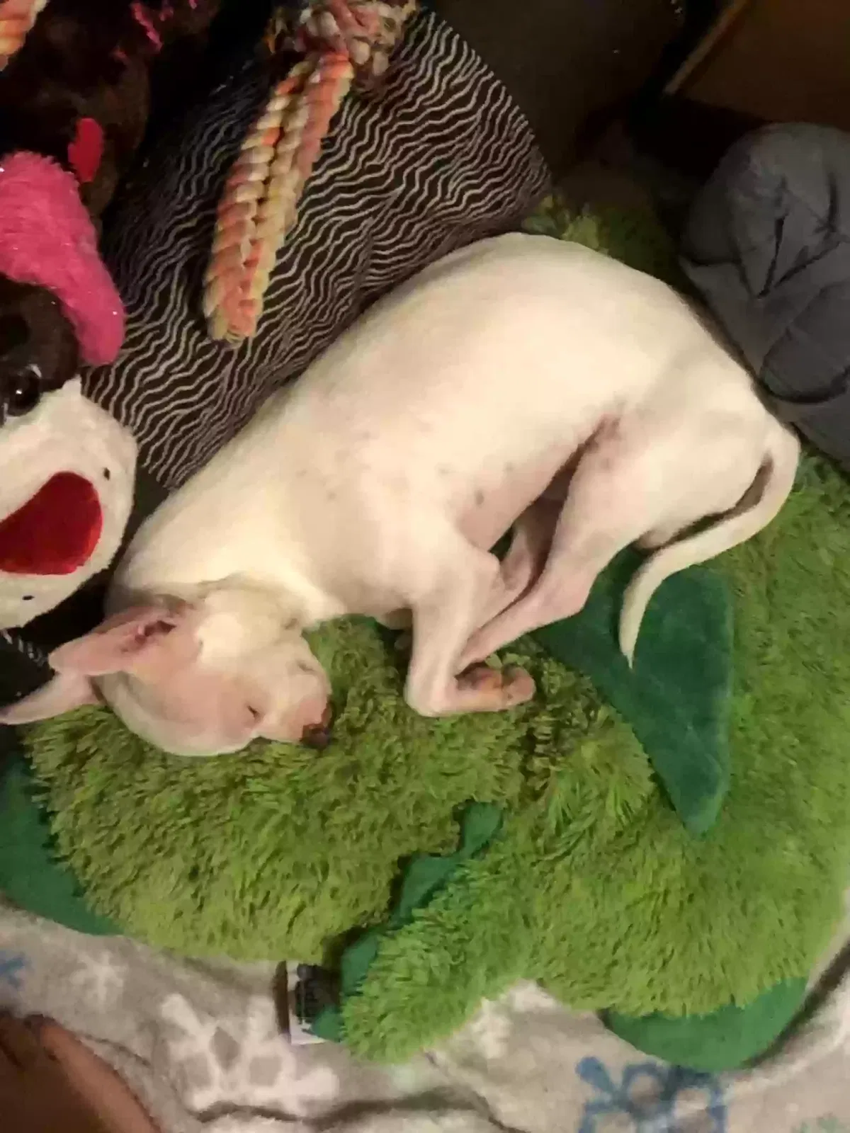 Lost dog in Abbeville, LA, 70510