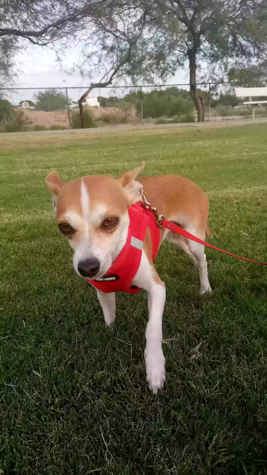 Lost dog in Tucson, AZ, 85705