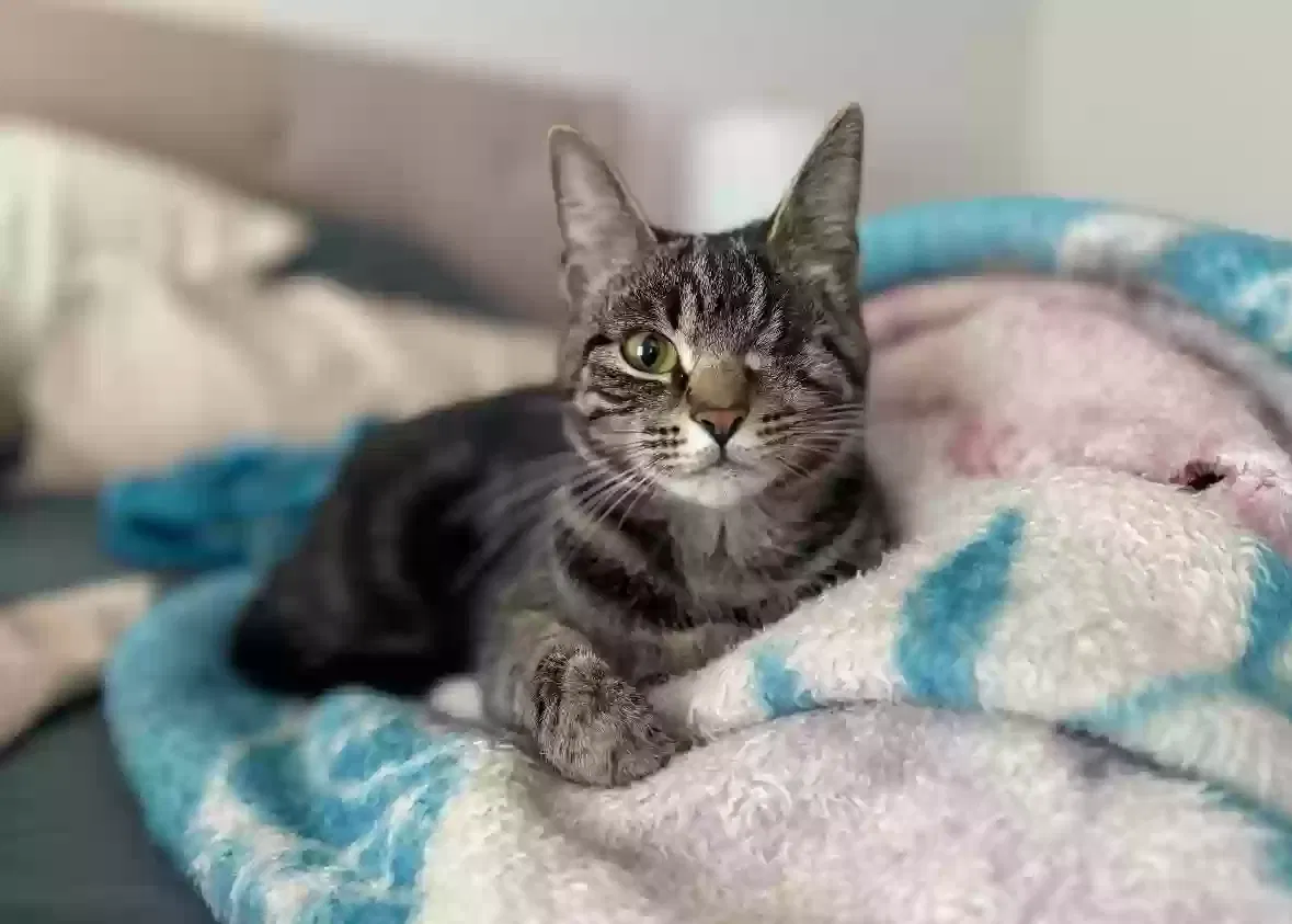 Lost cat in Haw River, NC, 27258