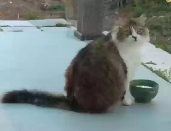 Lost cat in Englewood, FL, 34223