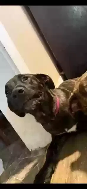 Lost dog in Stedman, NC, 28391