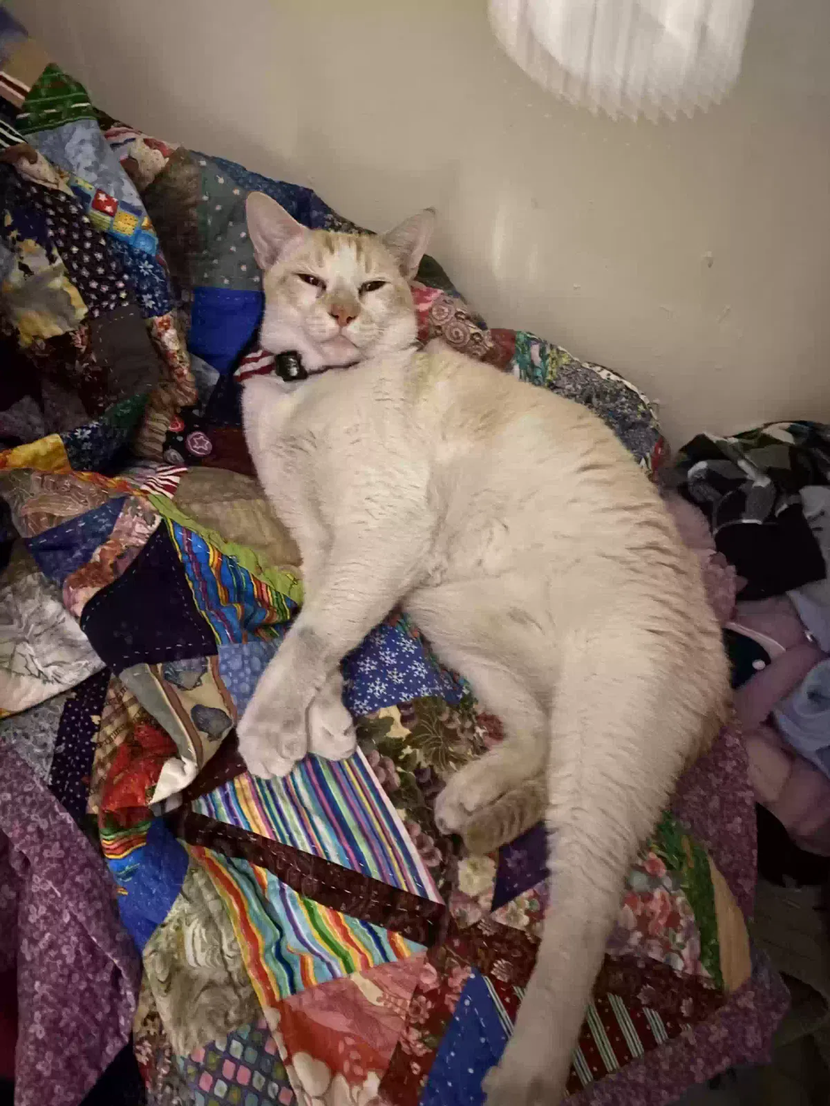 Lost cat in Belleview, FL, 34420