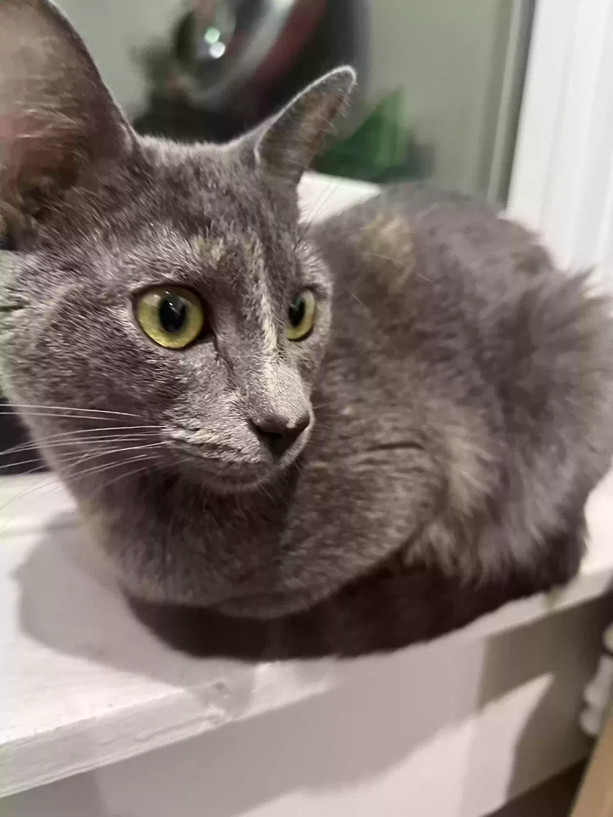 Lost cat in Los Angeles, CA, 90004