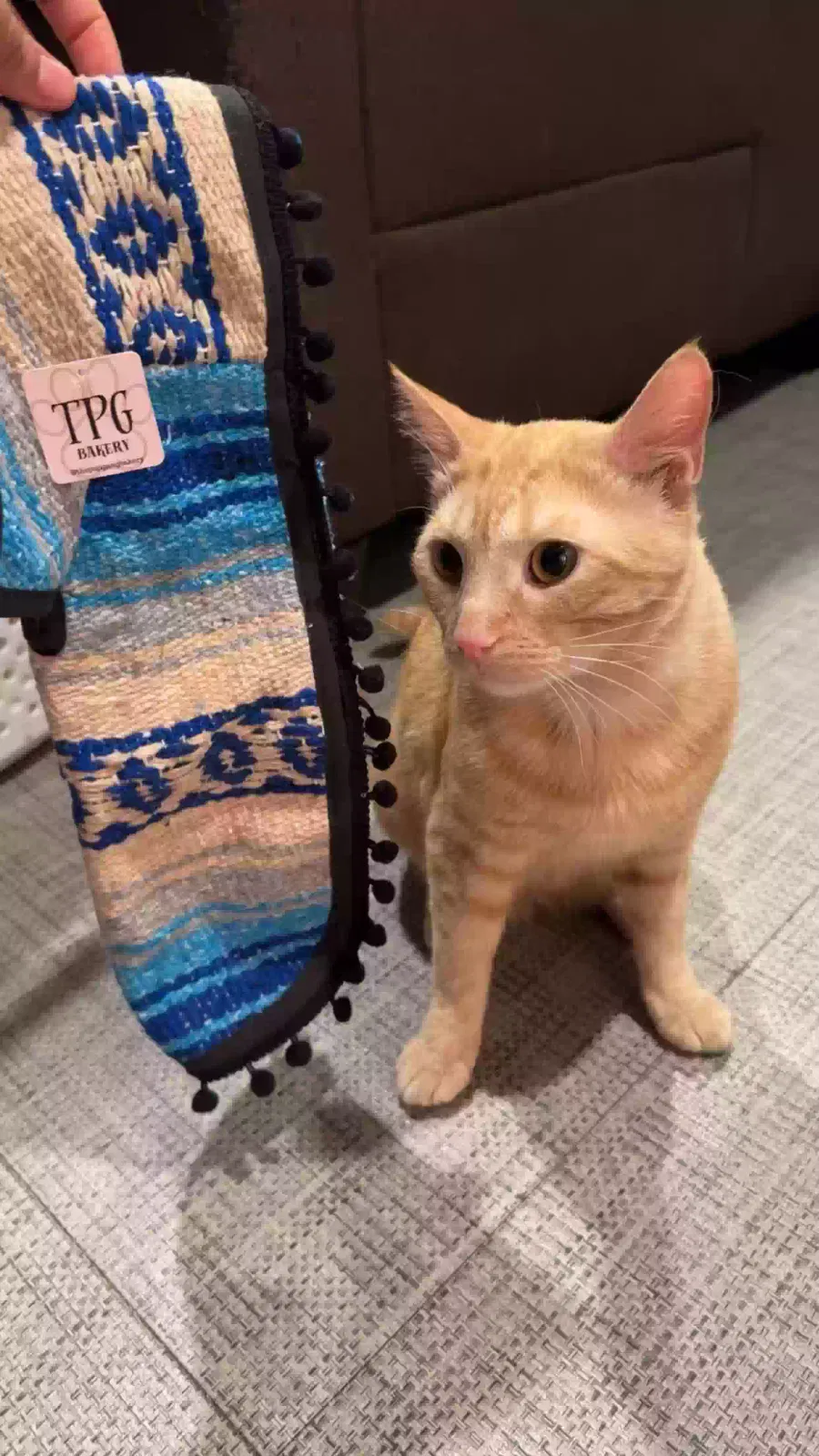 Lost cat in South Gate, CA, 90280
