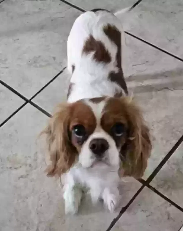 Lost dog in Baton Rouge, LA, 70810