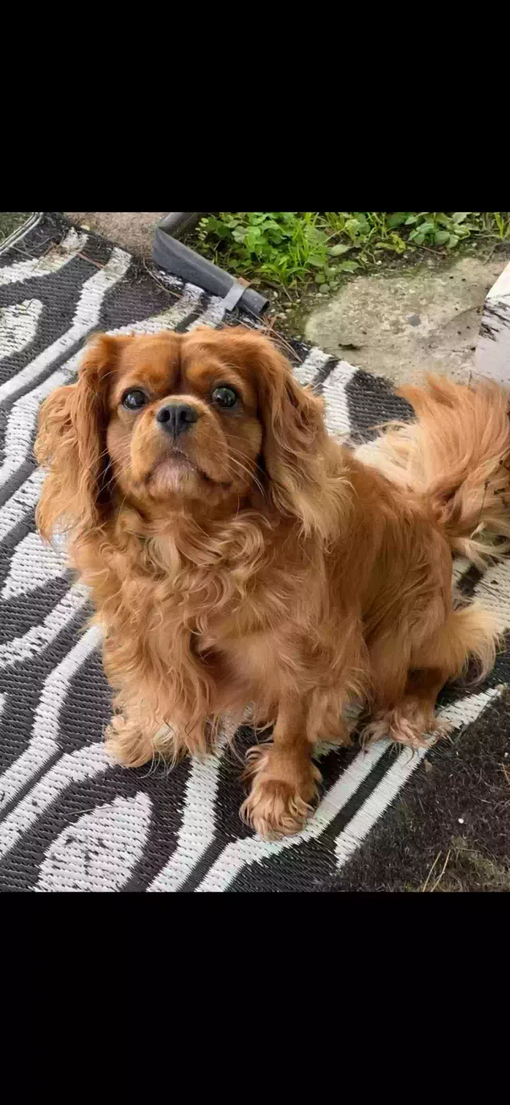Lost dog in Baton Rouge, LA, 70810