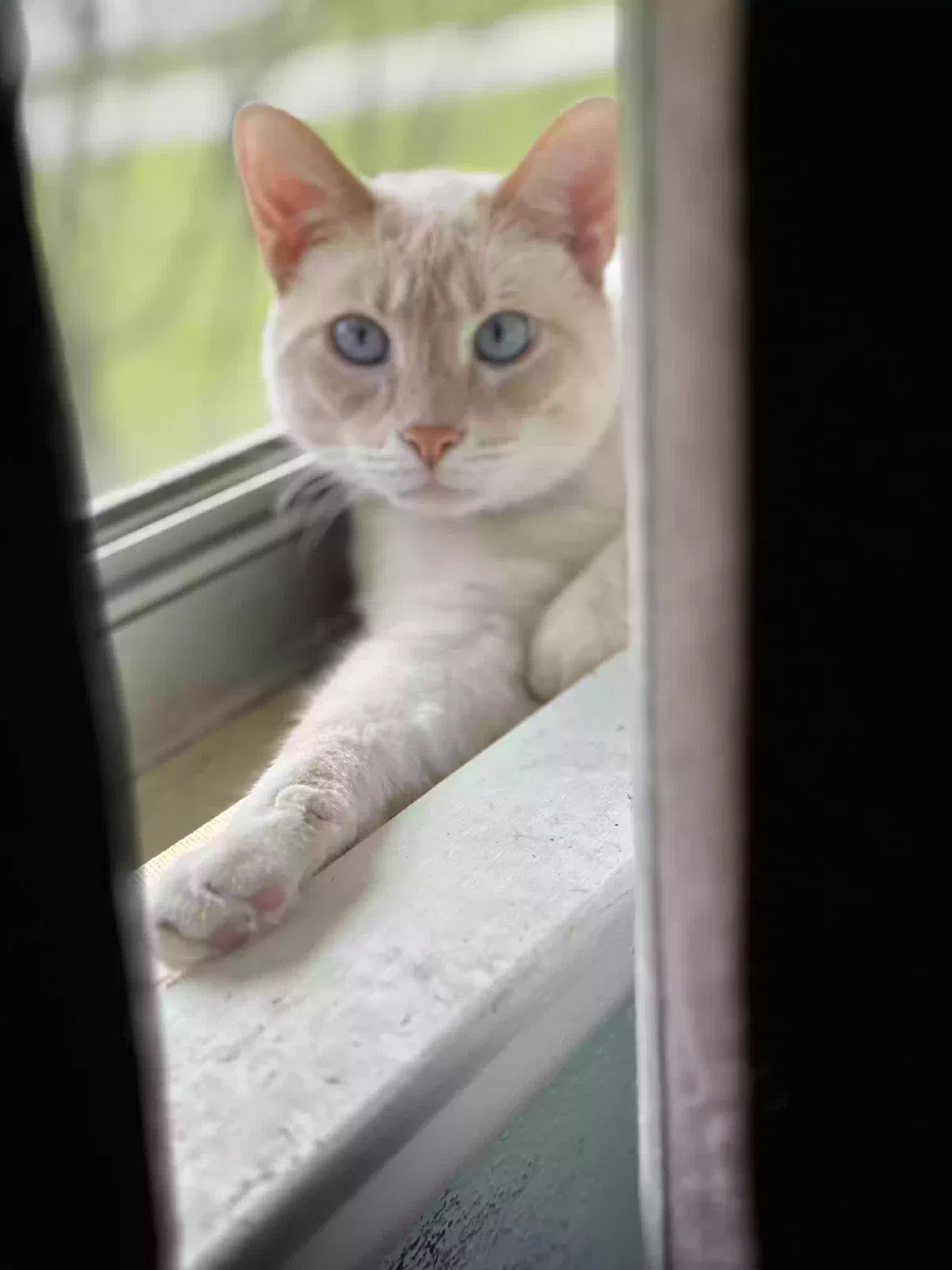 Lost cat in Springfield, OH, 45504