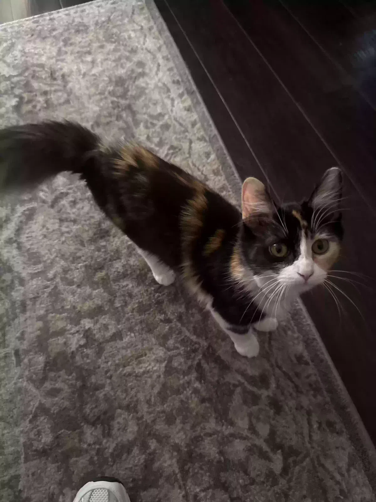 Lost cat in Colton, CA, 92324