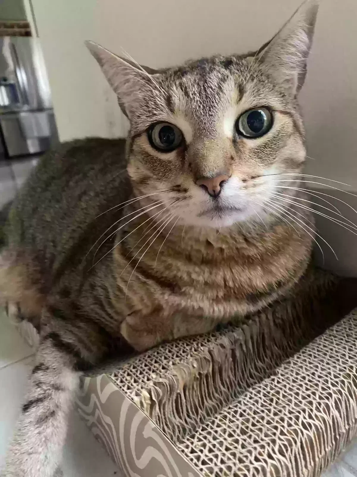 Lost cat in Naples, FL, 34120