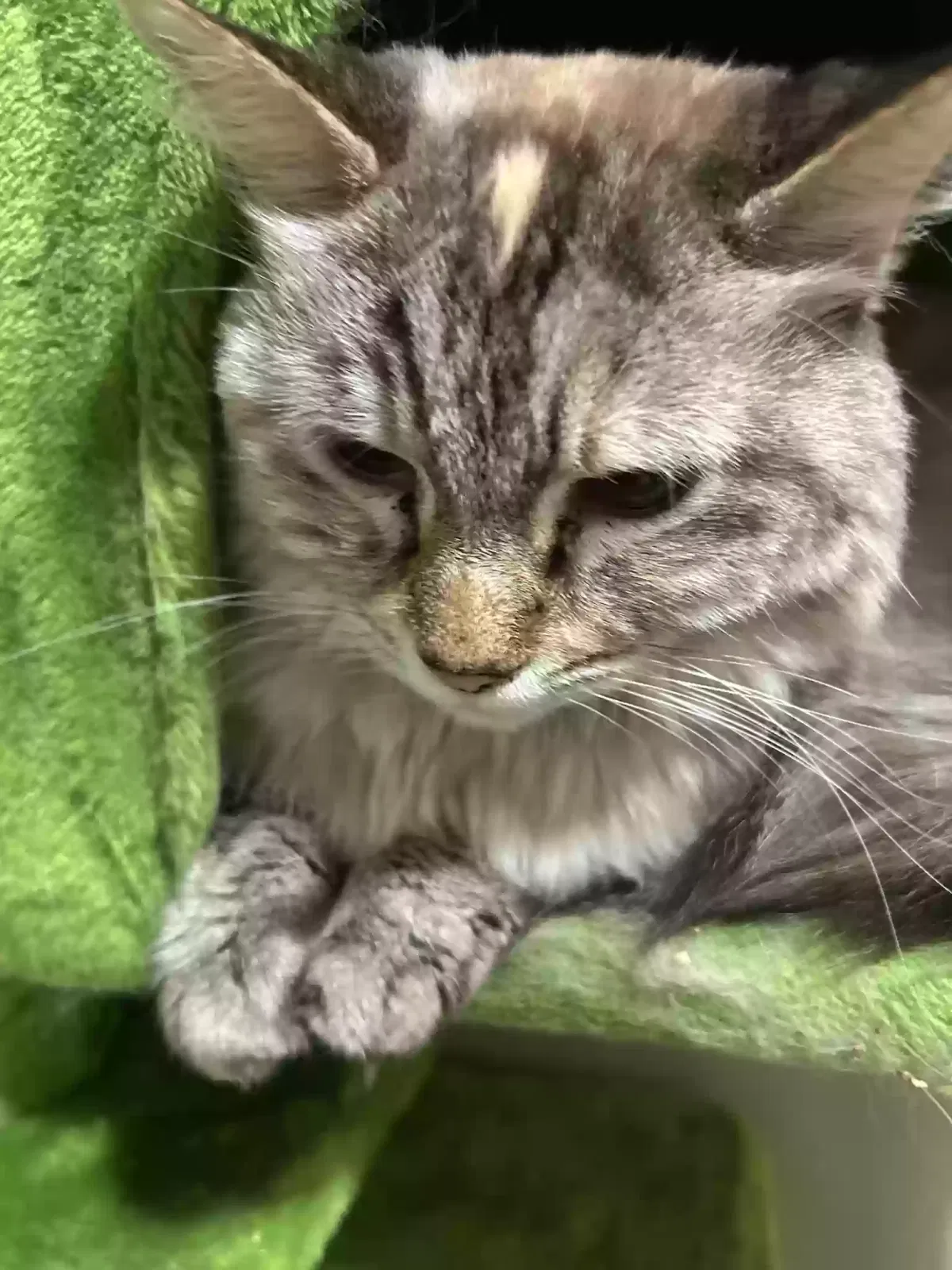 Lost cat in San Tan Valley, AZ, 85143