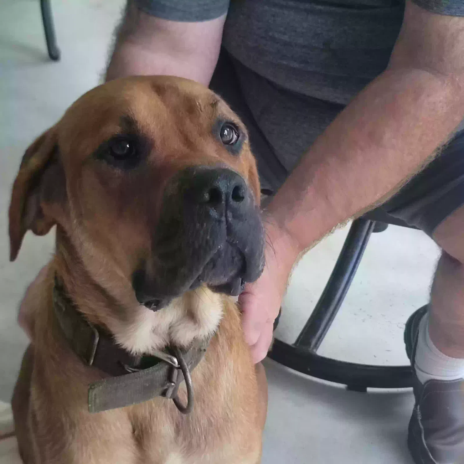 Found dog in Elgin, SC, 29045