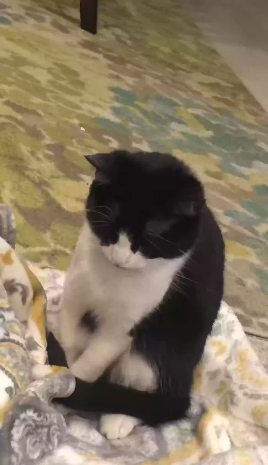 Lost cat in San Marcos, CA, 92078