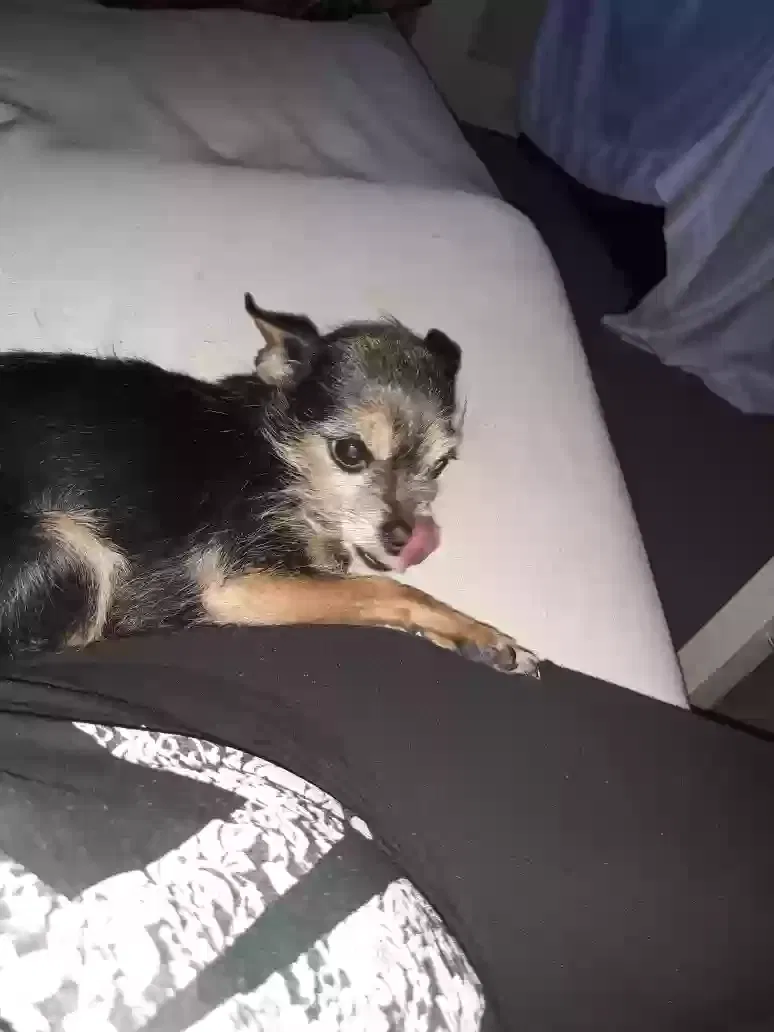 Lost dog in Stockton, CA, 95202