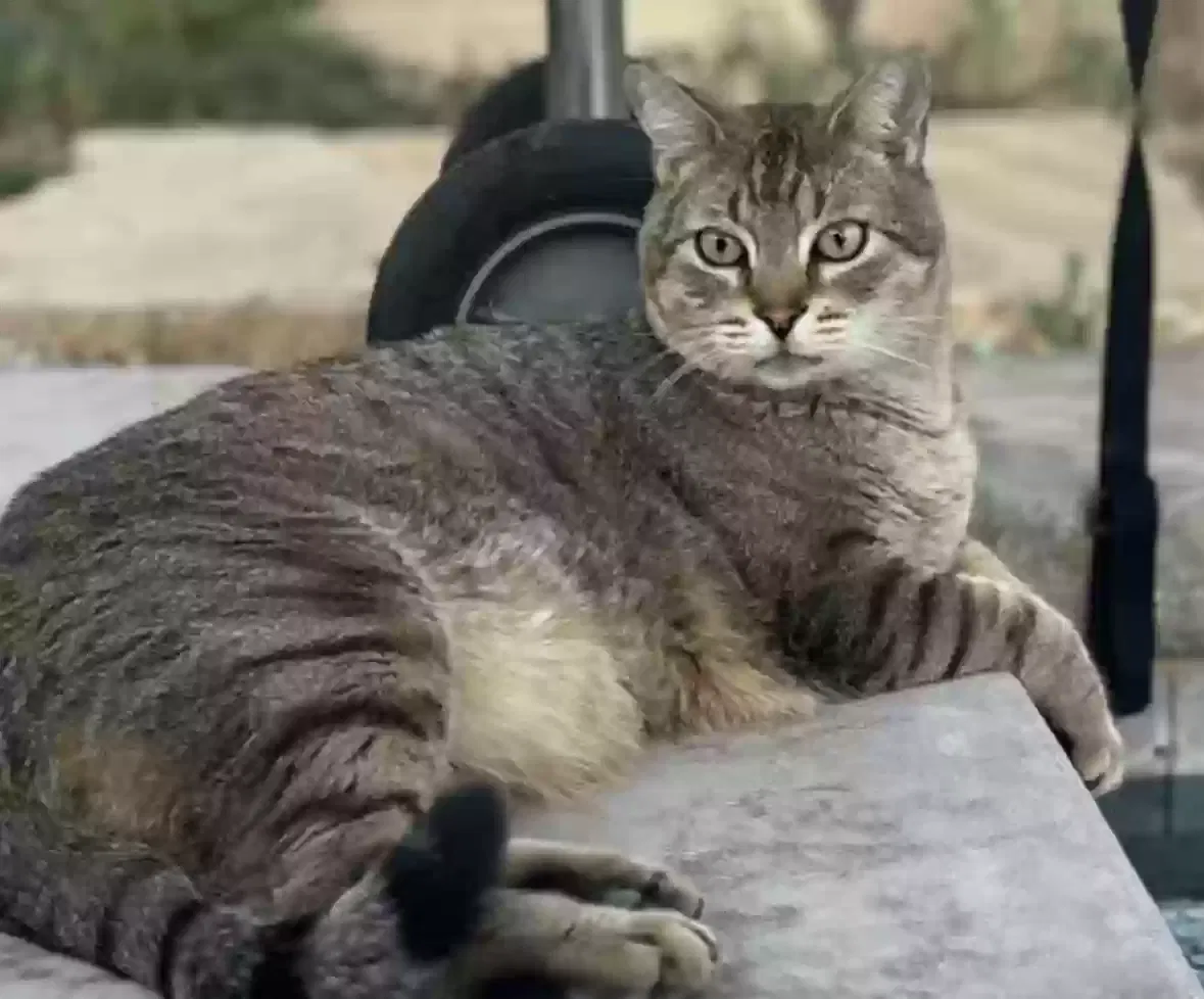 Lost cat in Tucson, AZ, 85713