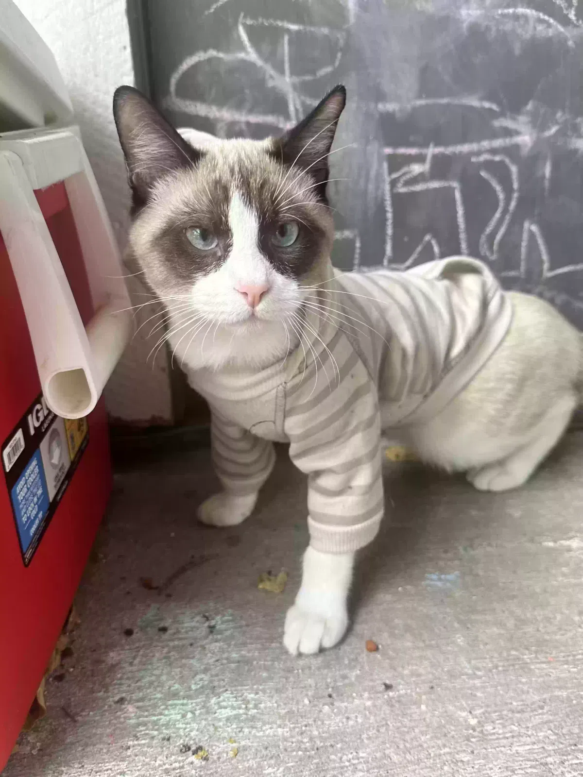 Lost cat in Terrell, TX, 75160
