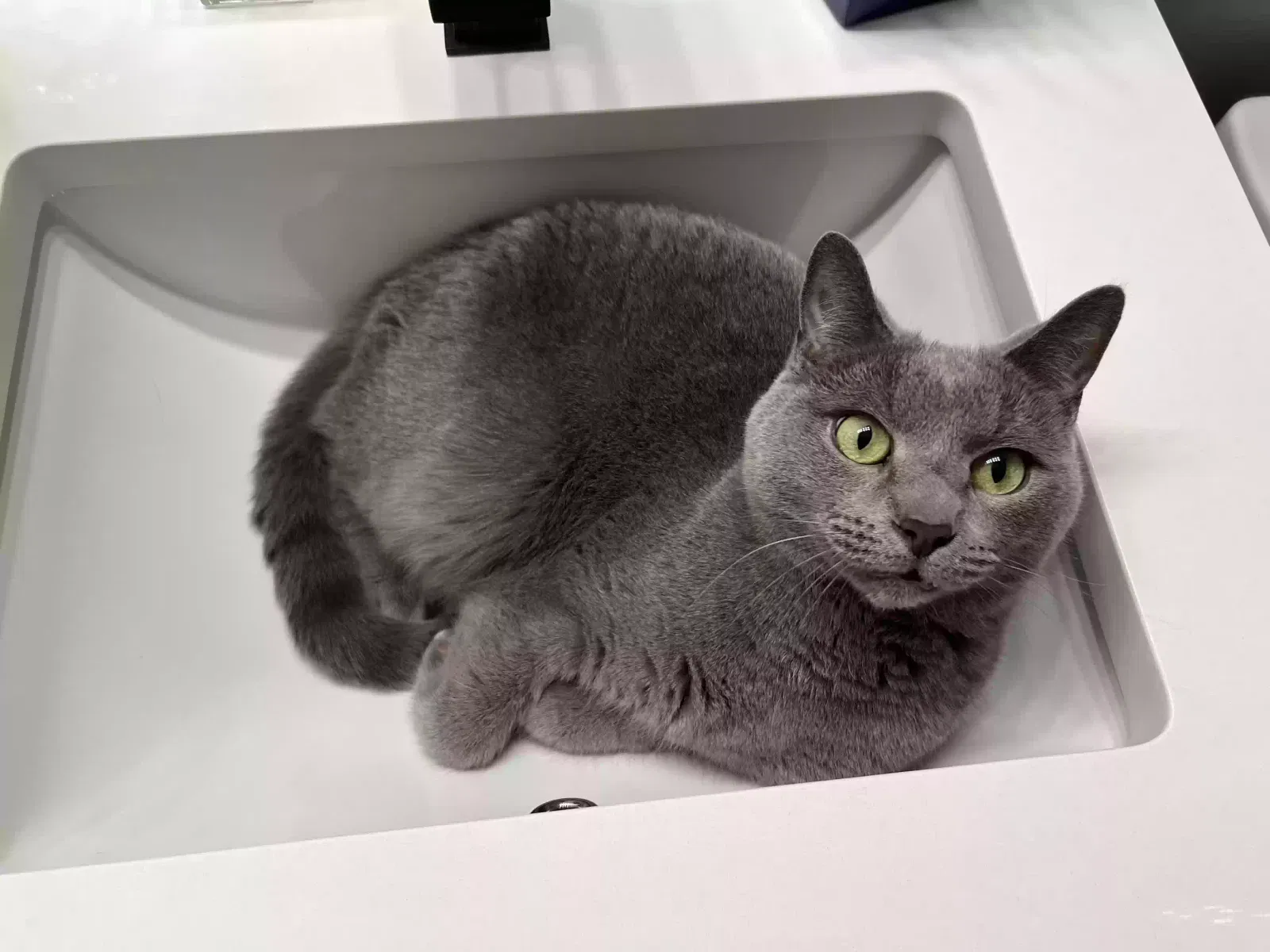 Lost cat in Mundelein, IL, 60060