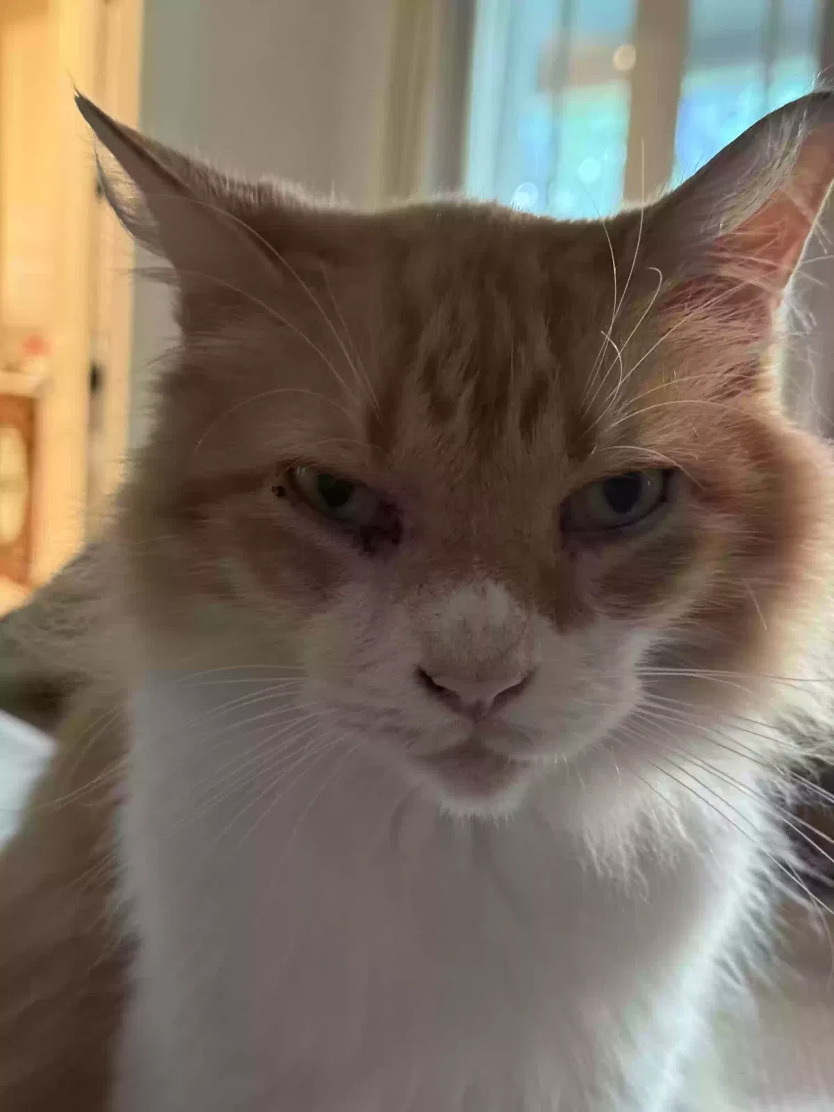 Lost cat in Houston, TX, 77057